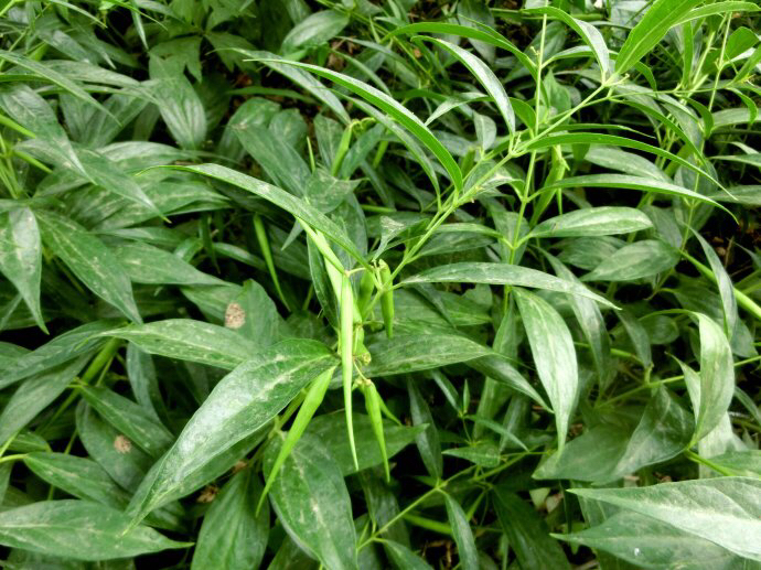 z. li)是夹竹桃科白前属多年生草本植物.