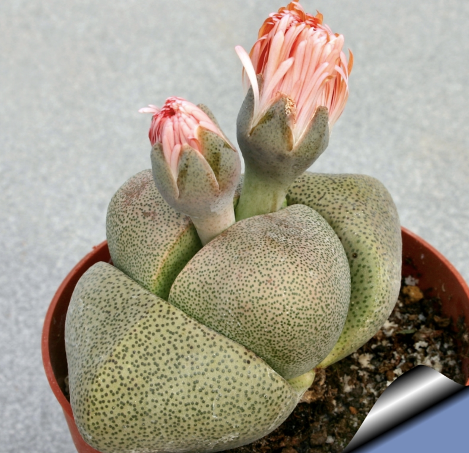 pleiospilos nelii