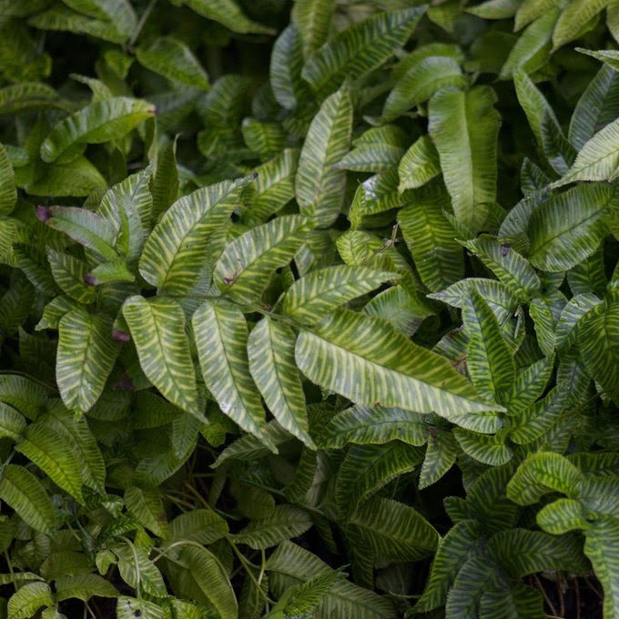  p>峨眉凤丫蕨(学名: i>coniogramme emeiensis /i> ching et shing)