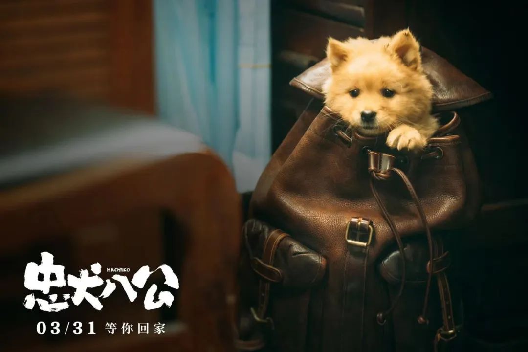 中国版《忠犬八公》定档！冯小刚陈冲主演，中华田园犬亮相圈粉_百科TA说