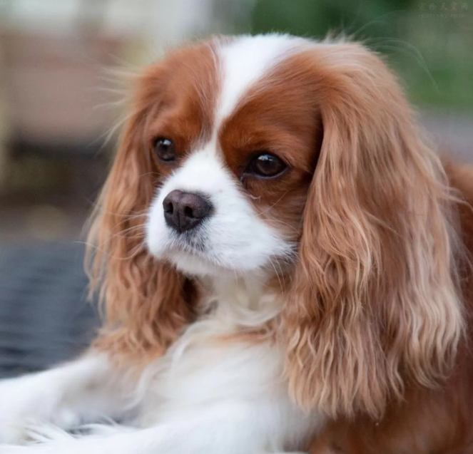 从不被认可到风靡全球 你不知道的可卡犬_百科TA说