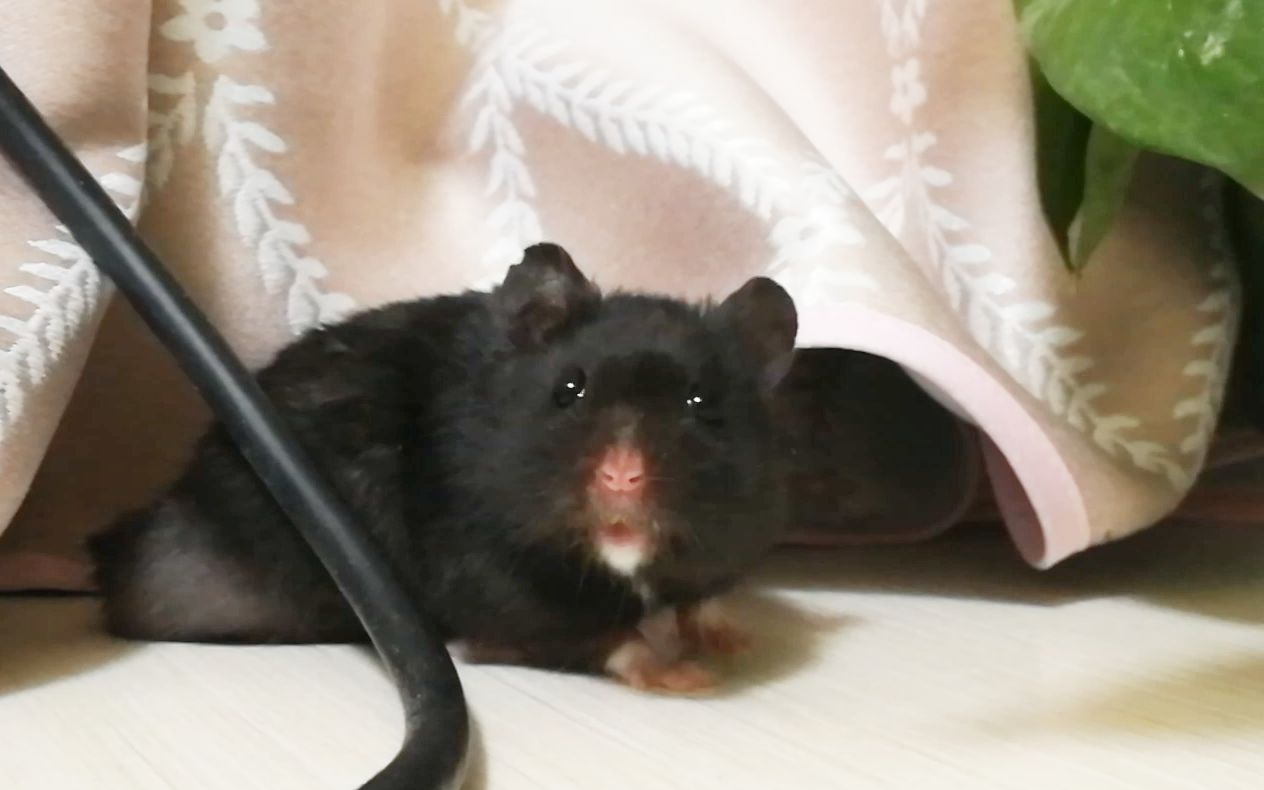  p data-id="gnbi6b1mps">仓鼠的一种,因其形态和毛色与黑熊相似,故称