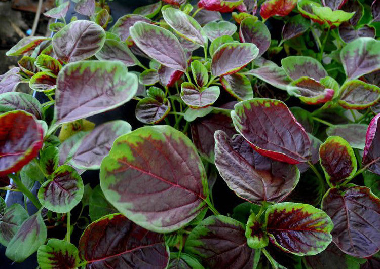  p>大圆叶红苋菜有名刺苋菜,野苋菜,雁来红,三色苋,绵苋,青香苋,野刺