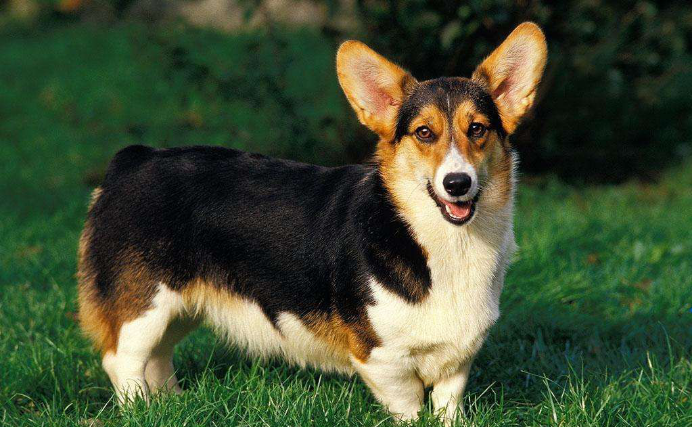 卡迪根威尔士柯基犬：名声不显的矮脚萌犬_百科TA说