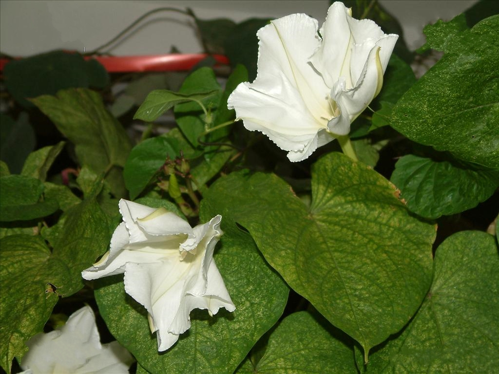 月光花（旋花科番薯属植物）_百度百科