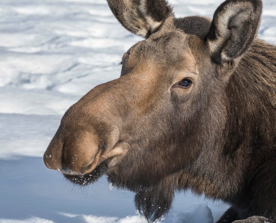 eurasian moose