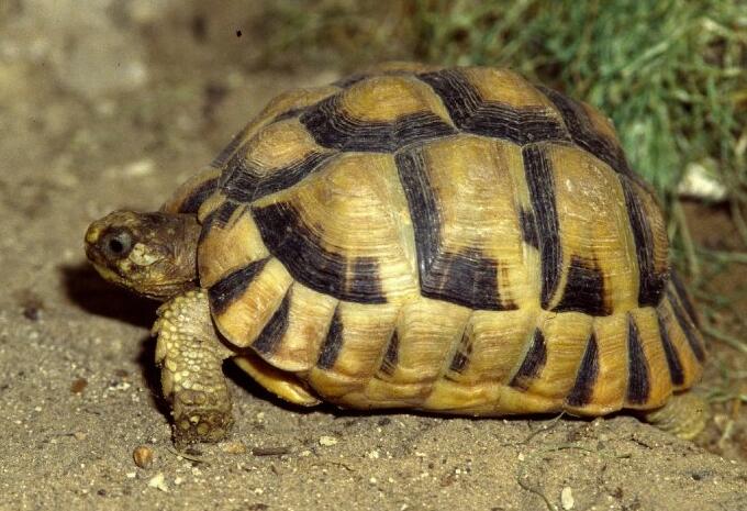 埃及陆龟