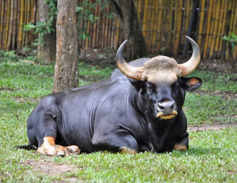 柬埔寨野牛(学名: i>bos sauveli /i>):是偶蹄目,牛科,牛属的哺乳动物