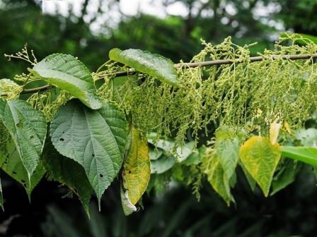 苎麻（荨麻科苎麻属植物）_百度百科