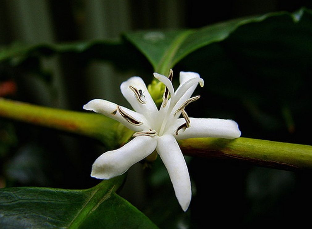  p>国花(英文名:the national flower,floral emblem):是代表国家 a