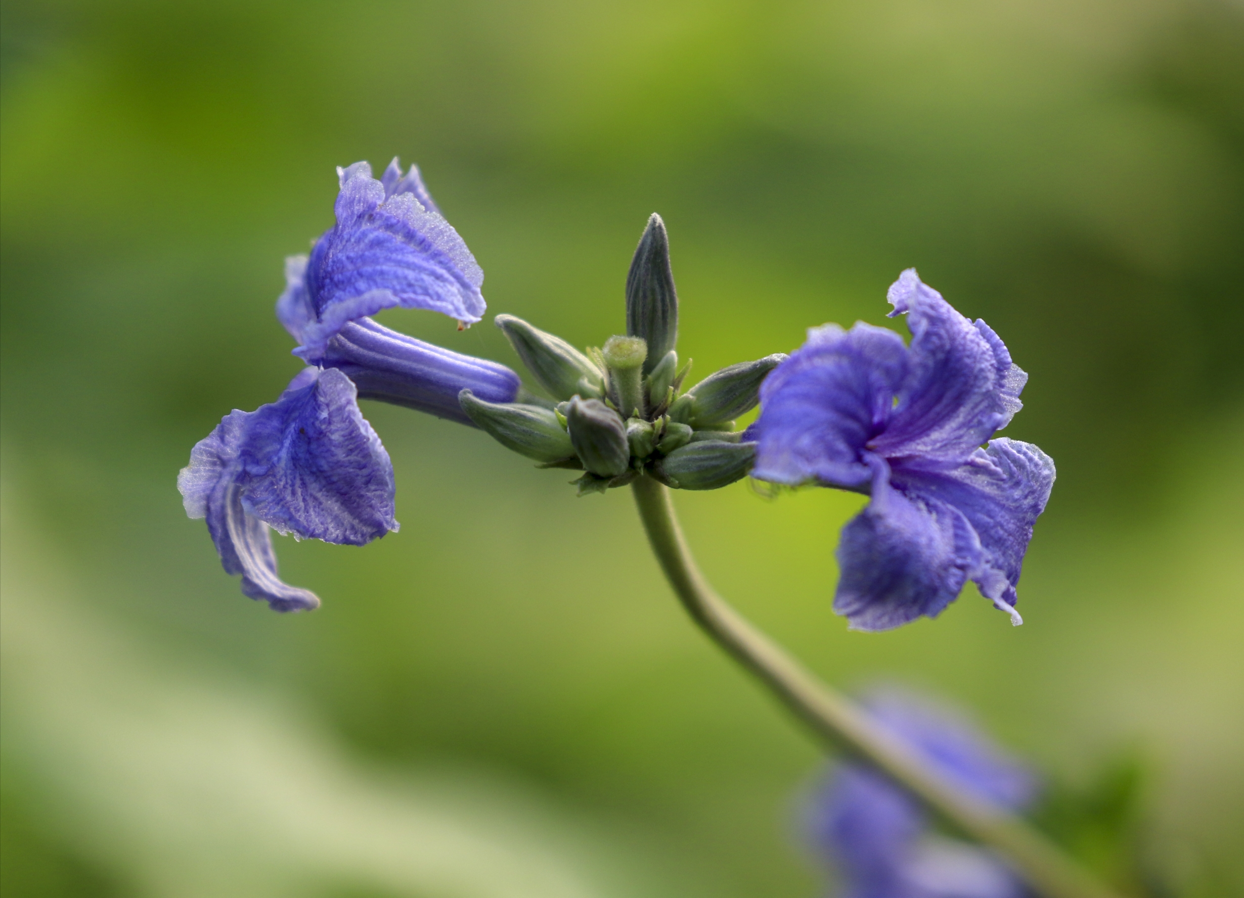  p data-id="gnx45e0jx5">大叶铁线莲( i>clematis heracleifolia  /i