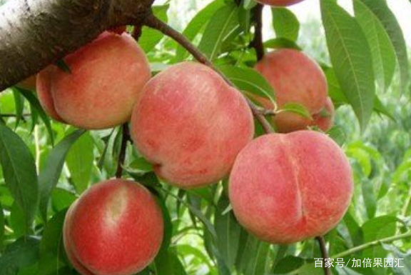 好吃的水蜜桃推荐 百科ta说