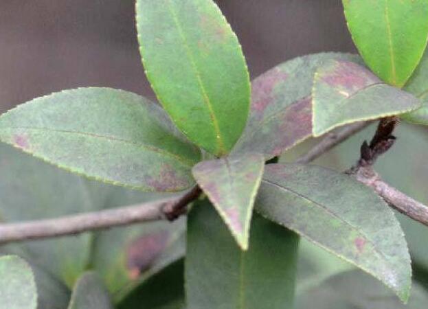 p>油茶煤污病是由煤炱目和小煤炱目中的多种真菌引起的,发生在 a