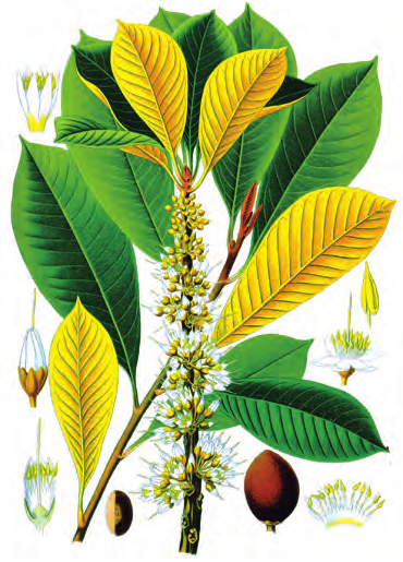 杜仲（杜仲科杜仲属植物）_百度百科