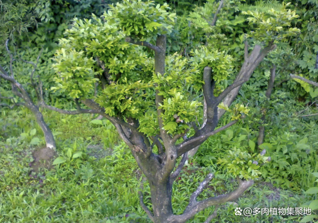 价值高的“黄杨树”，山脚挖1棵种植，养成珍贵盆景，值！_百科TA说