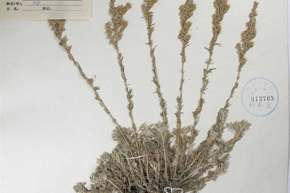 et iljin) poljak.)是菊科,绢蒿属植物.