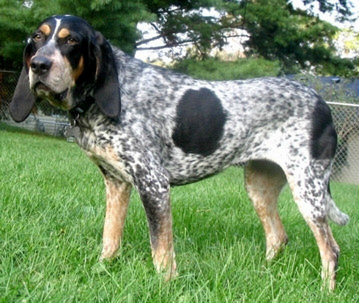 布鲁泰克猎浣熊犬