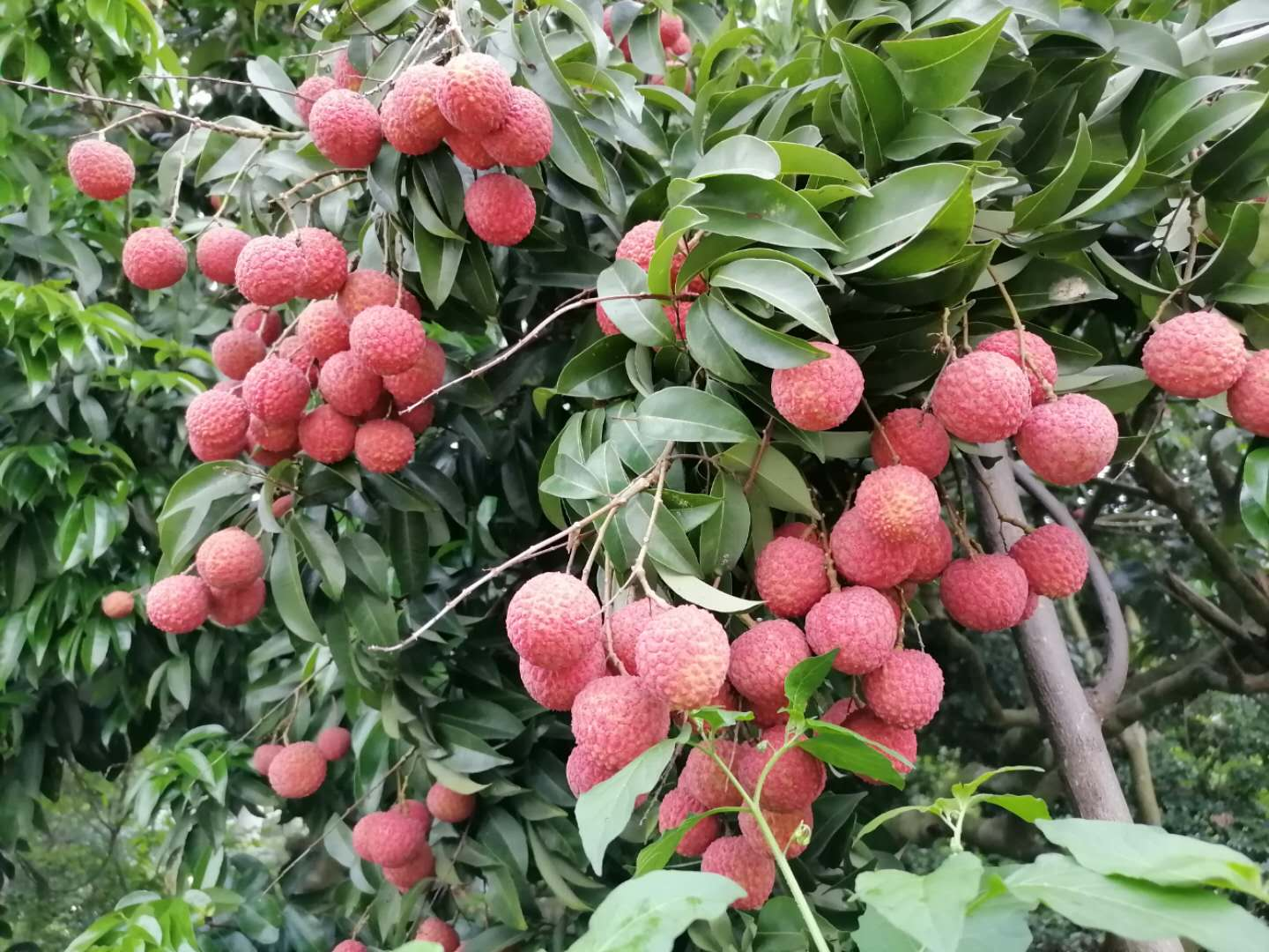 买的荔枝果核太大，吃亏了？教你一招，好玩又益智_百科TA说