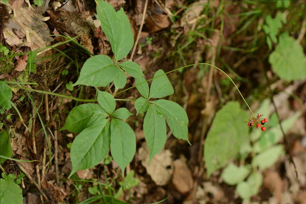  p>假人参(学名 i>panax pseudoginseng /i> wall.