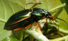 金步甲背后也有鲜为人知的人文故事