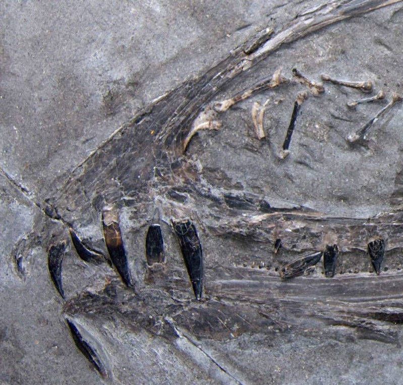 双型齿翼龙(dimorphodon)