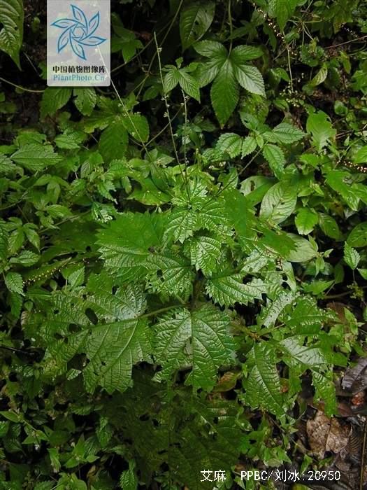 friis),是荨麻科艾麻属多年生草本植物.