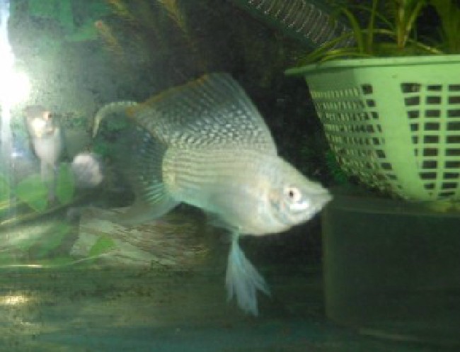 有 a target="_blank" href="/item/燕尾/9787" data-lemmaid="9787">