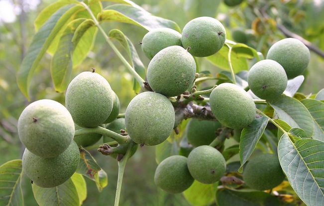  p data-id="gnx0mz8ies">商洛核桃产于陕西省东南部境内的秦岭山区