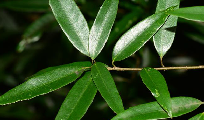  p>细叶青冈,(cyclobalanopsis myrsinaefolia (blume) oerst.).