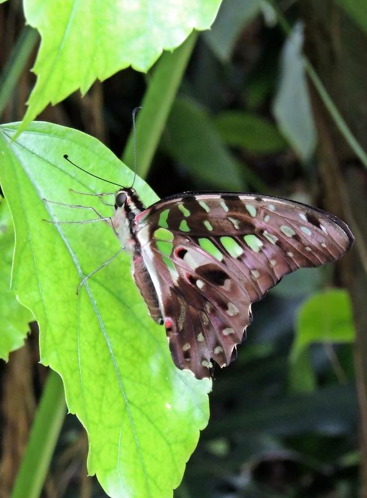  p>青凤蝶,学名graphium sarpedon ,是一种 a hr