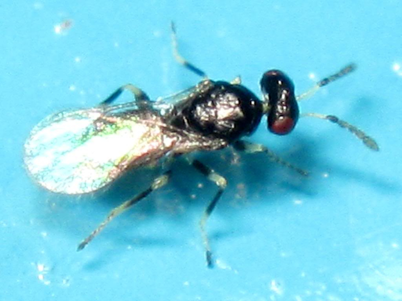  p data-id="gnbc3lq3cx">平腹小蜂属于旋小蜂科中的平腹小蜂属,包括