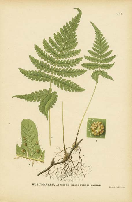  p>金星蕨科属于薄囊蕨纲植物. 陆生植物.