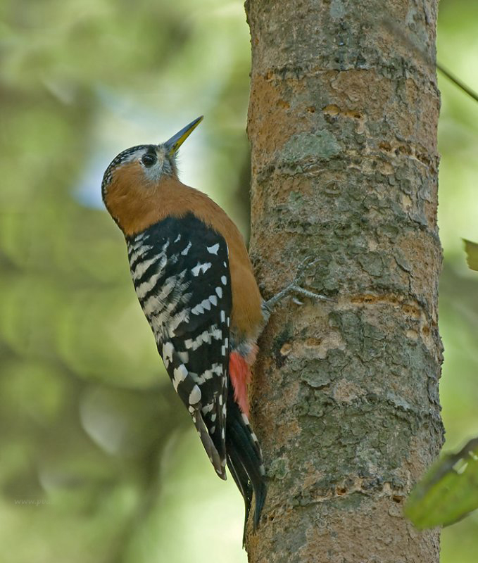 棕腹啄木鸟(学名:dendrocopos hyperythrus)为啄木鸟科
