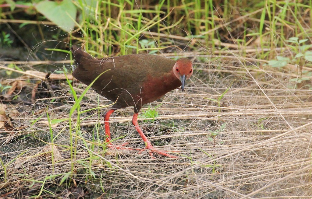  p>红胸田鸡(学名: i>porzana fusca /i>)是鹤形目秧鸡科的鸟类,共有4