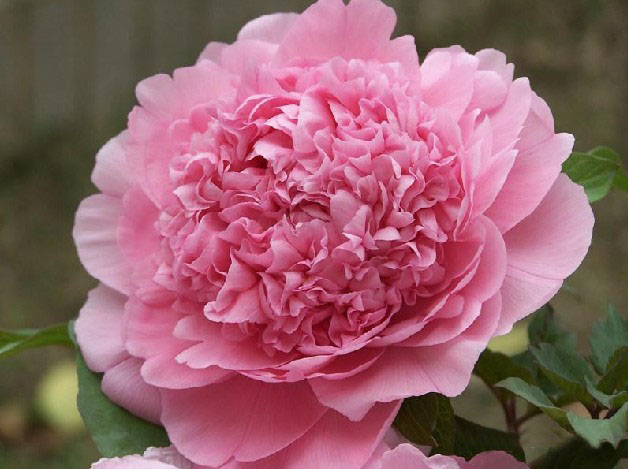  p>四川牡丹(拉丁学名:paeonia szechuanica)别名是木芍药.