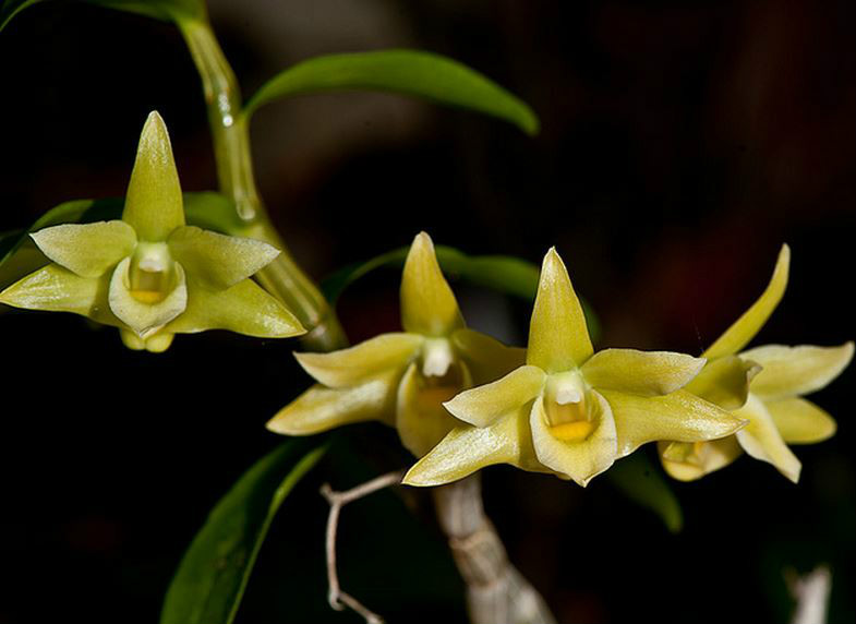  p>黄石斛(学名: i>dendrobium tosaense /i>