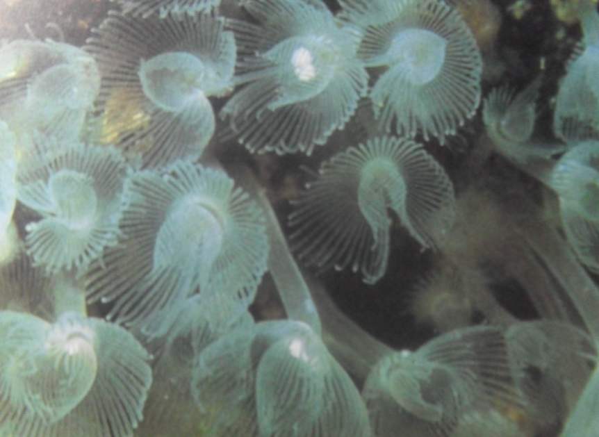 马蹄虫