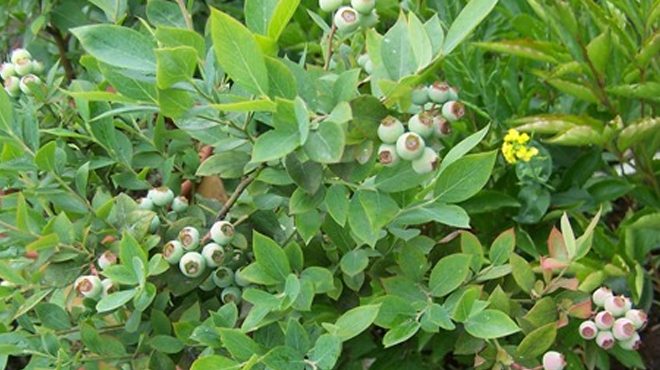  p>树生越桔,为杜鹃花科,越橘属的常绿 a target="_blank" href="