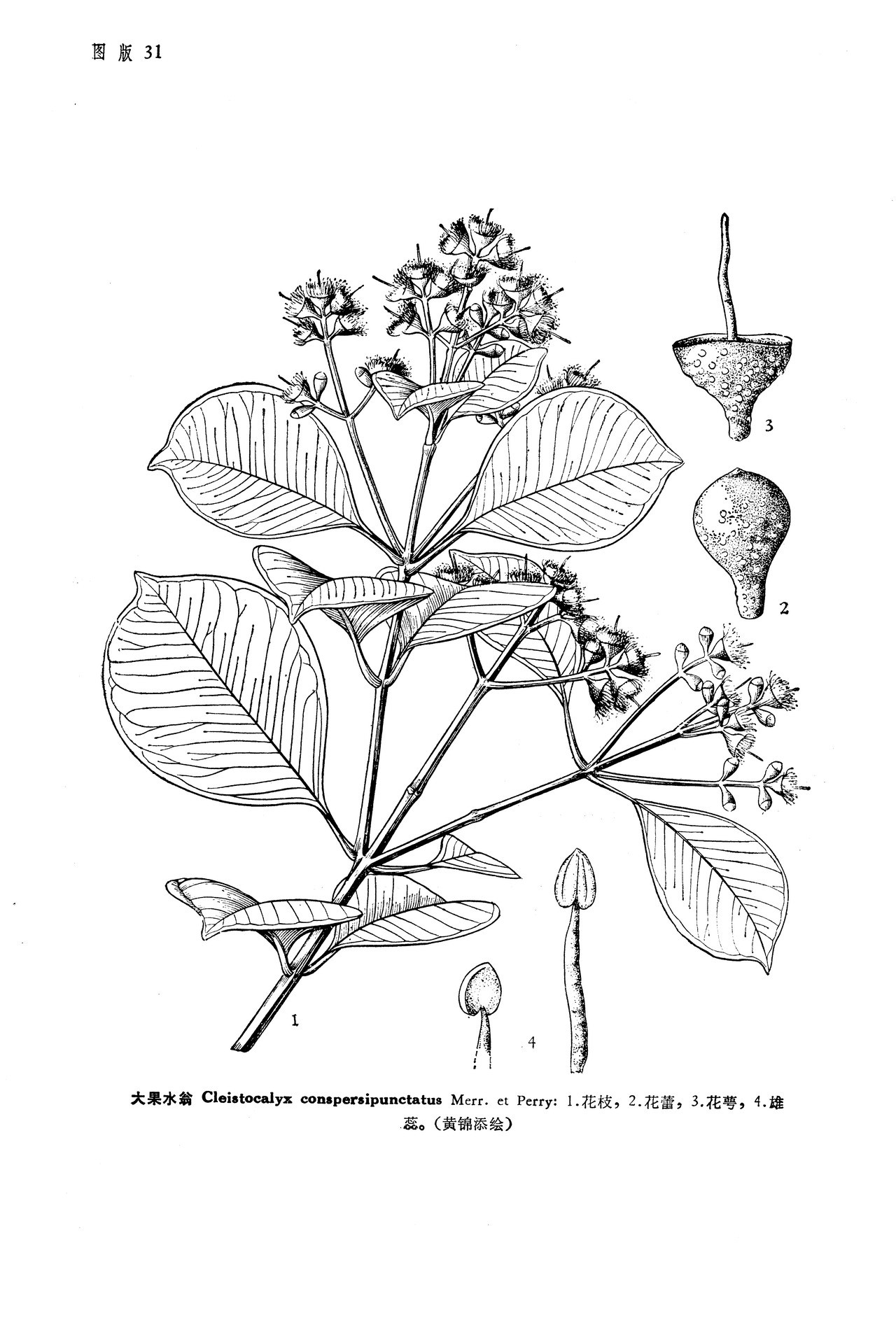 cleistocalyx conspersipunctatus merr. et perry