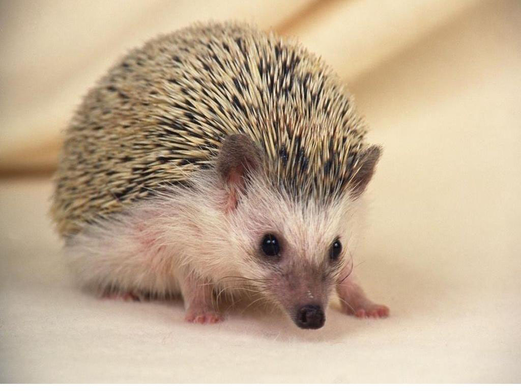  p>刺猬是属于猬亚科(erinaceinae)的一类猬形目哺乳动物的统称,共有5