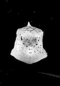  p data-id="gnfi4cosfh">深海盆地(abyssal oceanic basin),简称海盆