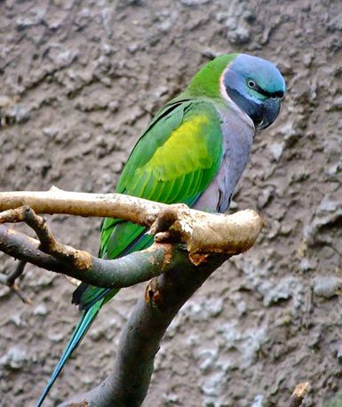  p>德拜鹦鹉(学名: i>psittacula derbiana /i>)是典型的 a target="