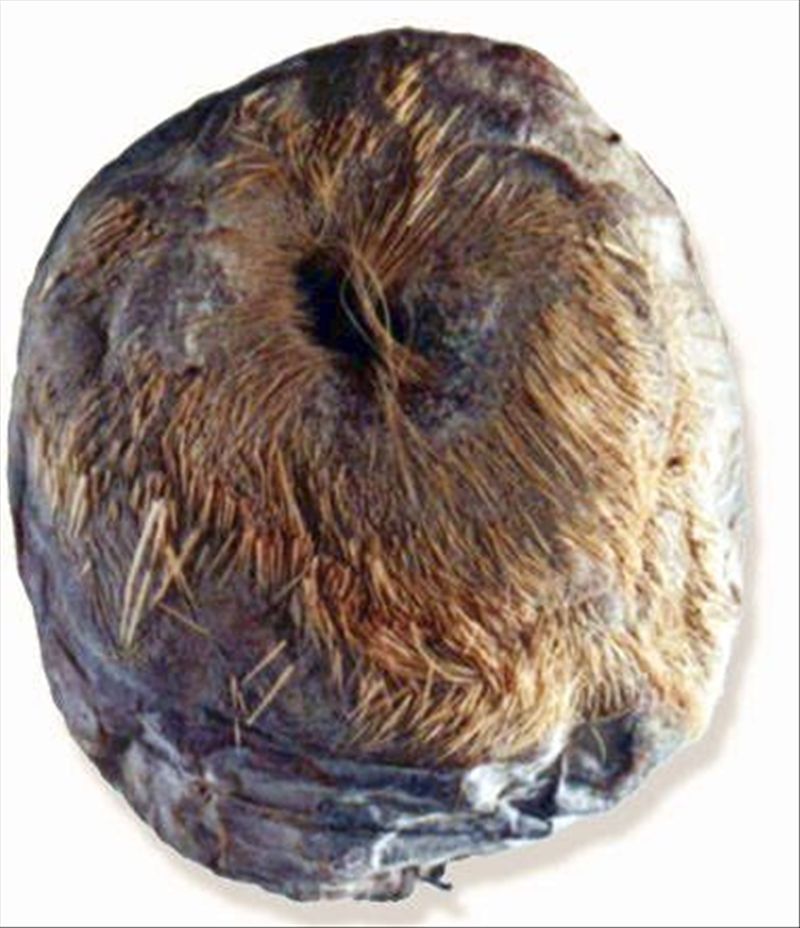  p>毛壳麝香,鹿科动物林麝,马麝或原麝成熟雄性香囊,名贵的 a target=