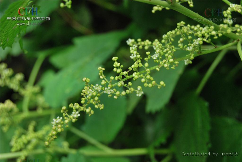 是荨麻科艾麻属植物,乔木,灌木或草,常有刺毛;叶互生,全缘或有齿缺