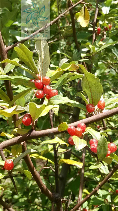 elaeagnus bockii diels