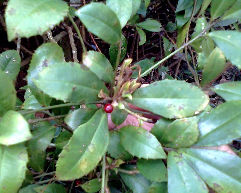  p>荷莲豆草(学名:drymaria diandra blume)是 a target="_blank"