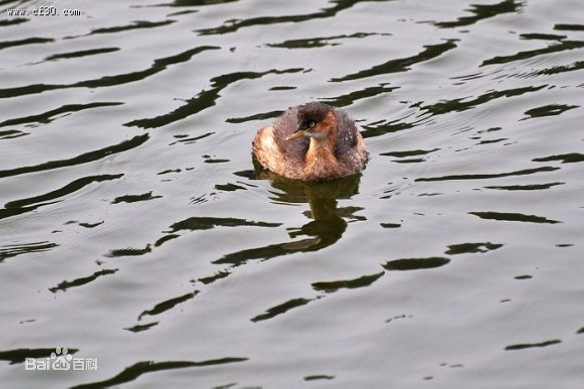 小䴙䴘图片_百度百科