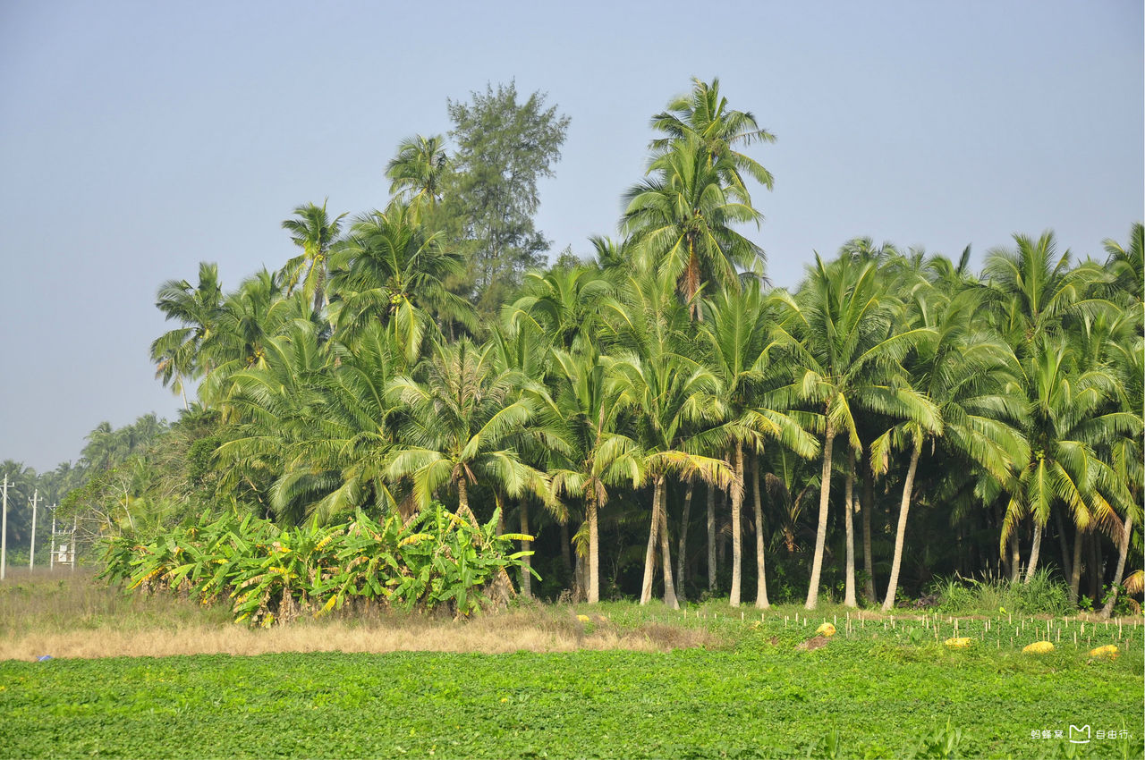 文昌东郊椰林