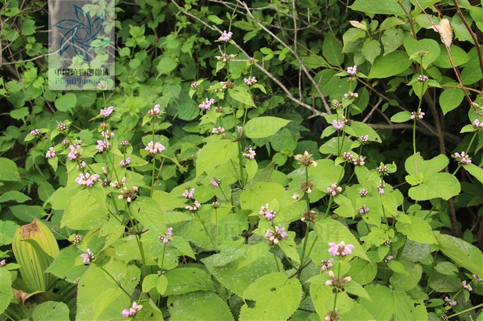  p>大叶糙苏(学名: i>phlomis maximowiczii /i> regel)是唇形科糙苏