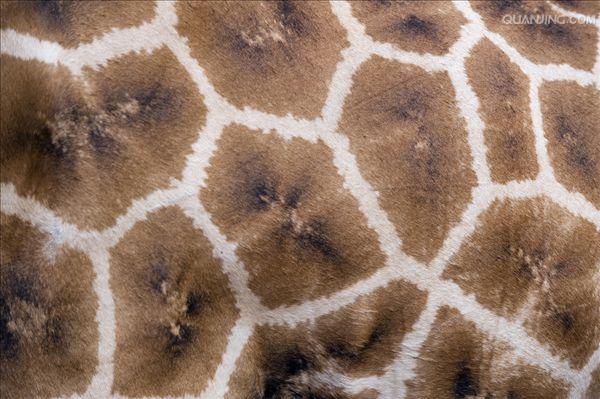  p>网纹长颈鹿(学名: i>giraffa camelopardalis reticulata) /i>又称